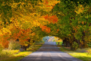 a path with trees on the side of a road