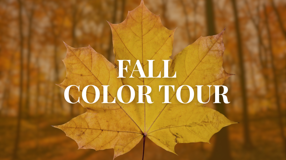 Yellow maple leaf with 'Fall Color Tour' text in front of a blurred autumn forest background.