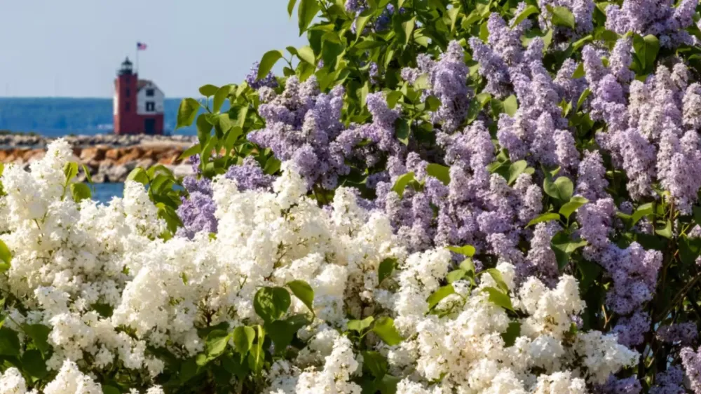 White and purple lilac bushes with a distant red lighthouse.